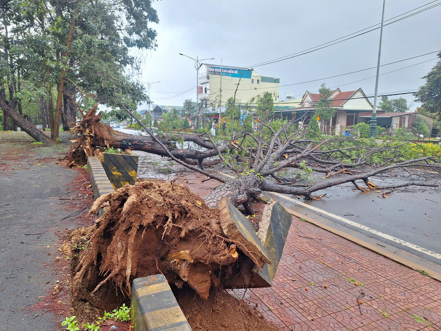 2 cây thông bật gốc do mưa to, gió lớn. Ảnh: Văn Ngọc 2-cay-thong-bat-goc-do-mua-to-gio-lon-anh-van-ngoc.jpg