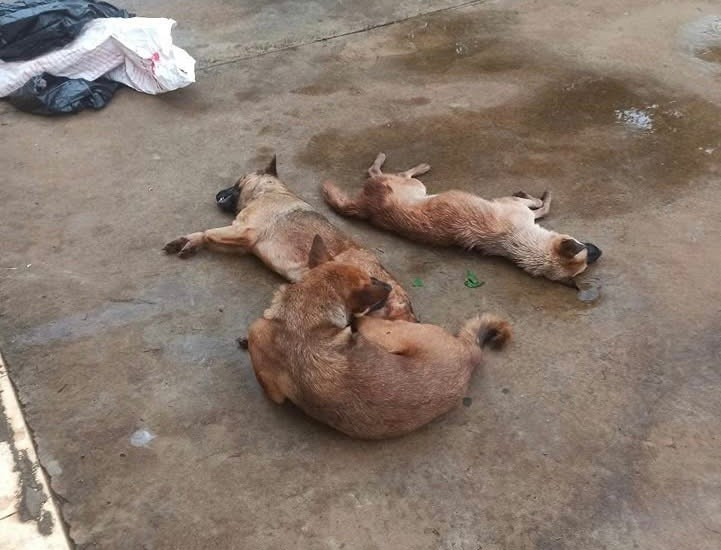3 con chó đối tượng đã trộm cắp của người dân tại huyện Đak Đoa. Ảnh: Minh Tuấn 3-con-cho-doi-tuong-da-trom-cap-cua-nguoi-dan-tai-huyen-dak-doa-anh-minh-tuan.jpg