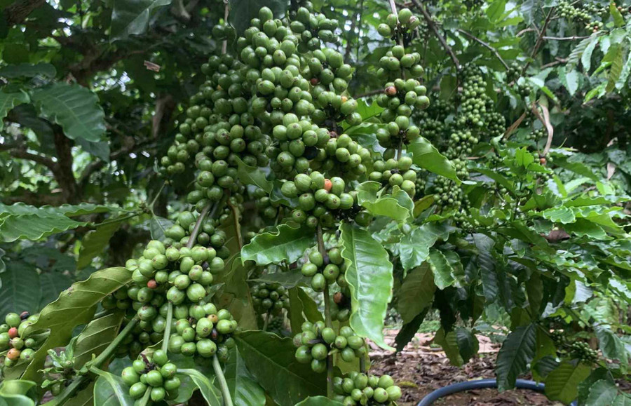 Giá cà phê khu vực Tây Nguyên hôm nay cũng ghi nhận mức tăng nhẹ. Ảnh: P.V 8155e41f-4161-41ee-b1e9-82112d5da691.jpg