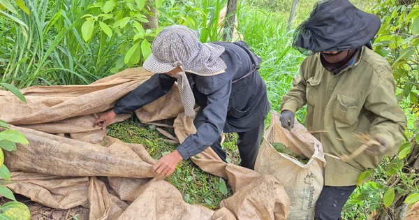 Thu hoạch hồ tiêu ở Tây Nguyên tq.jpg