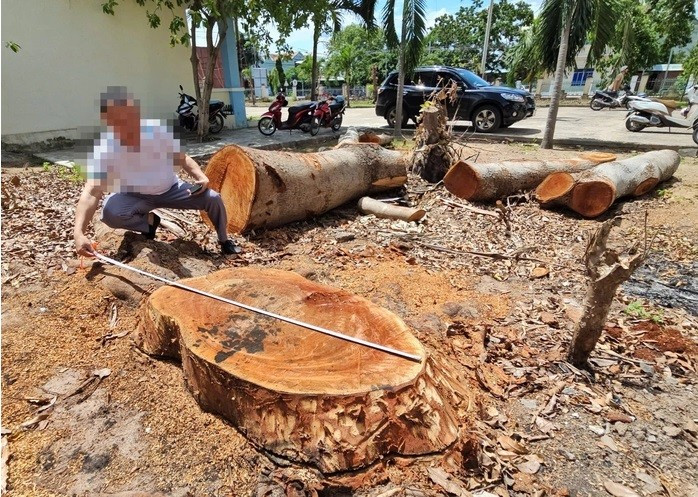 Các cây gỗ lớn bị cưa hạ nằm chỏng chơ tại khuôn viên trụ sở UBND phường Cheo Reo. Ảnh: NLĐO aa.jpg