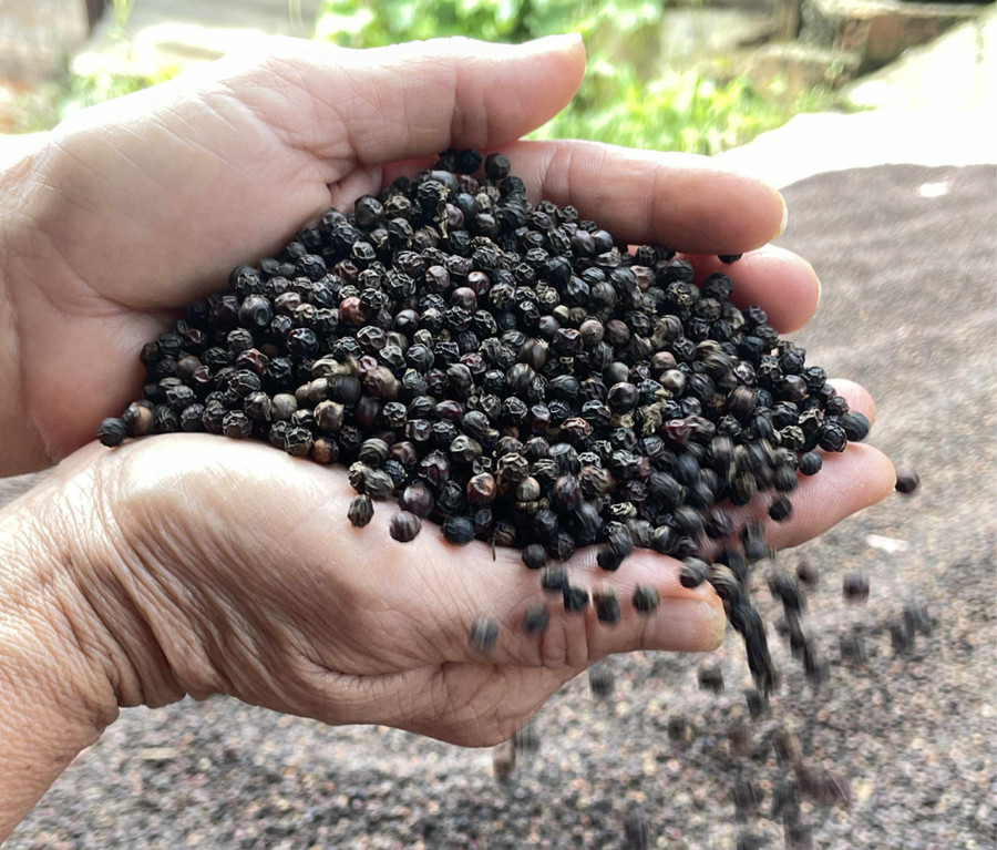 Giá tiêu ở Gia Lai đang ở mức 123.000 đồng/kg. Ảnh: P.V e310b10d-68a7-4ca7-99a6-978b98a0cfa8-3069.jpg