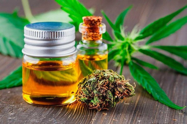 Tinh dầu CBD được chiết xuất từ cây cần sa nằm trong danh mục cấm. Ảnh minh họa tinh-dau-cbd-duoc-chiet-xuat-tu-cay-can-sa-nam-trong-danh-muc-cam-anh-minh-hoa.jpg