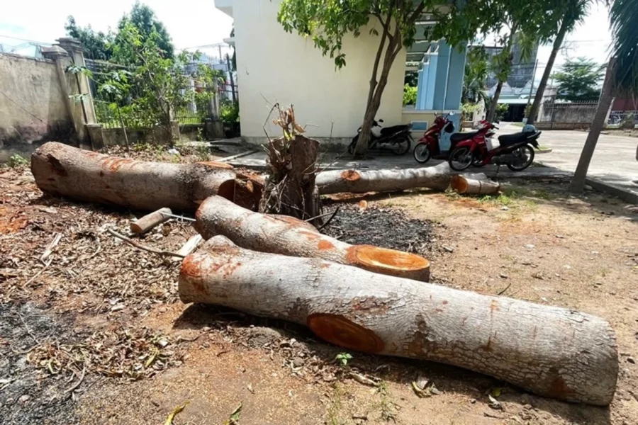 Nhiều người dân bức xúc vì nhiều cây xanh che mát được trồng khoảng 20 năm nay tại trụ sở UBND phường Cheo Reo, thị xã Ayun Pa, tỉnh Gia Lai đã bị chặt hạ. Ảnh: Công Nam. 2