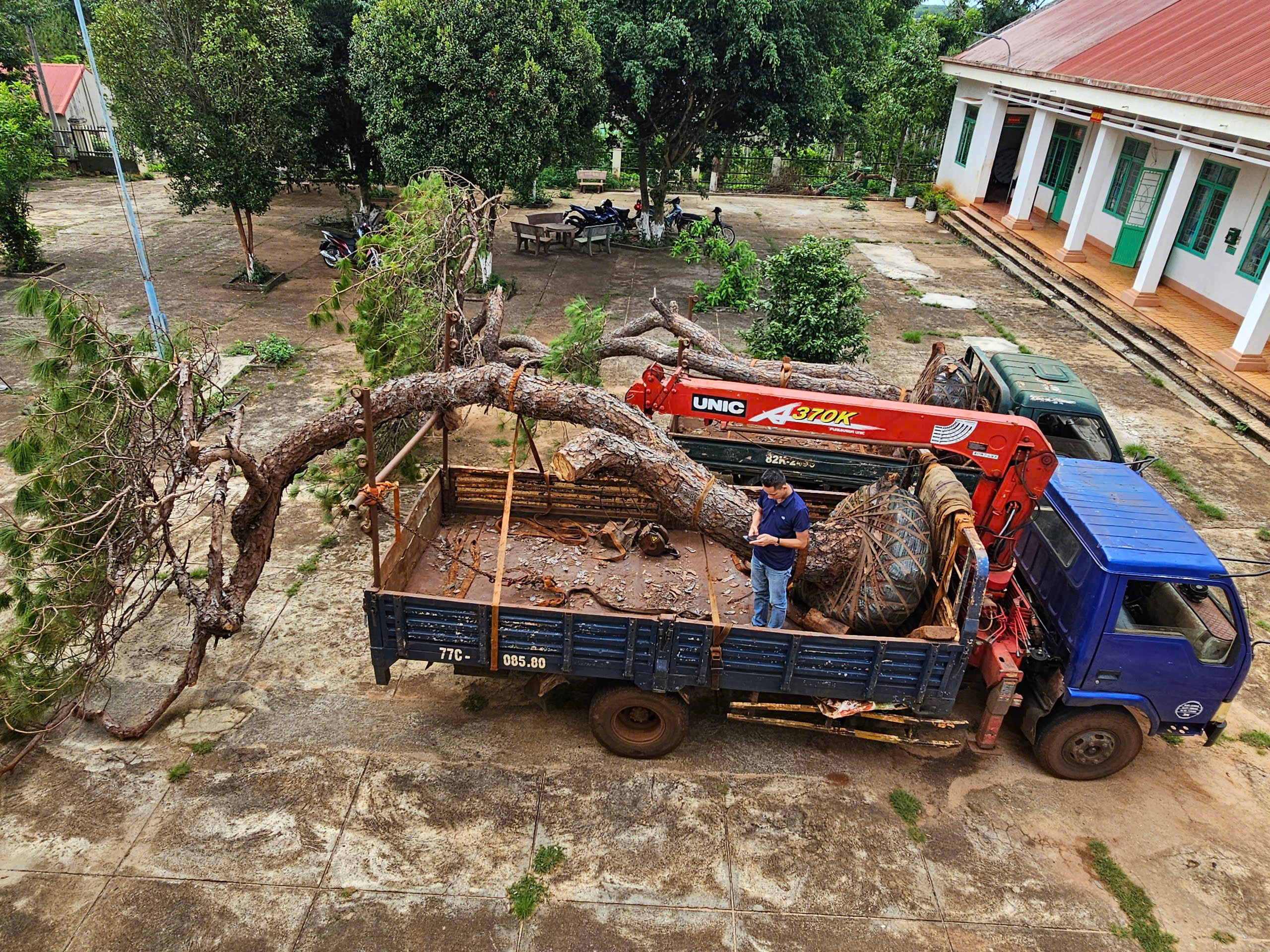 Gia Lai: Bị phát hiện chở thông khủng dáng bonsai, hai tài xế Gia Lai: Bị phát hiện chở thông khủng dáng bonsai, hai tài xế 1