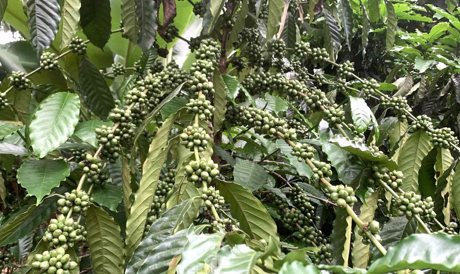 Giá cà phê ngày 8-7 tăng nhẹ. Ảnh: P.V 0170d94c-96b0-4fb7-a467-b0bb993b9b7c.jpg