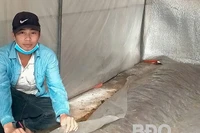 Khá lên nhờ trồng nấm