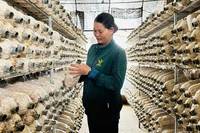 Trồng nấm bào ngư an toàn thu lãi cao