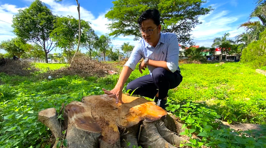 Nhiều cây xanh quanh khuôn viên trụ sở xã Đông, huyện Kbang cũ (nay là Đảng ủy xã Kông Bơ La) bị cưa hạ đem bán. Ảnh: Ngọc Minh f1de789ade9468ca3185.jpg