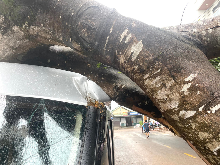 Xe ô tô bị vỡ kính và móp méo do cây lớn đè lên. Ảnh: Văn Ngọc xe-o-to-bi-vo-kinh-va-mop-meo-do-cay-lon-de-len-anh-van-ngoc.jpg
