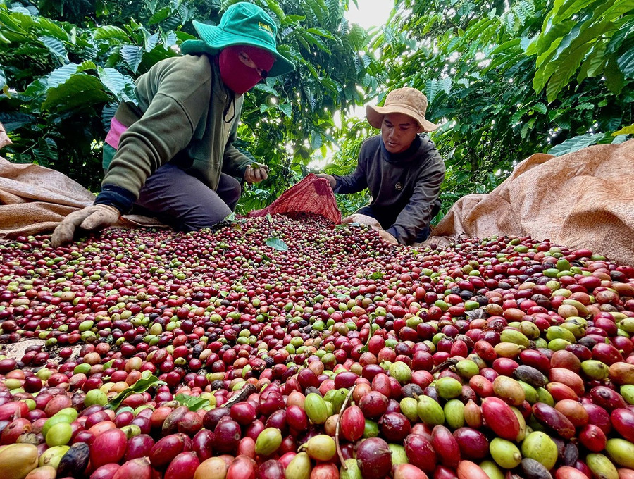 Xu hướng tăng giá của cà phê vẫn có thể duy trì ngay cả khi Việt Nam bước vào vụ thu hoạch mới trong tháng tới. Ảnh: V.T