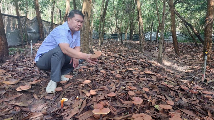 Anh Nguyễn Công Hiệu bên vườn nấm linh chi đỏ dưới tán rừng trồng ở xã Ia Phí. Ảnh: N.D giam-doc-cong-ty-tnhh-minh-khang-gia-lai-gioi-thieu-vuon-nam-linh-chi-do-anh-nguyen-diep.jpg