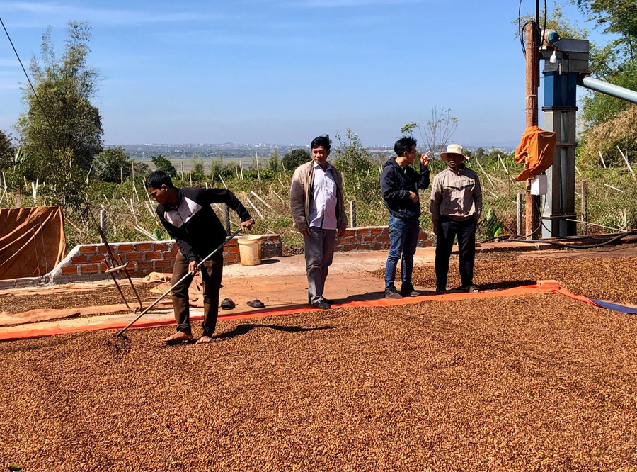Hợp tác xã Nông nghiệp Glar liên kết với người dân và Công ty TNHH Vĩnh Hiệp sản xuất cà phê theo tiêu chuẩn 4C. Ảnh: L.N 3.jpg