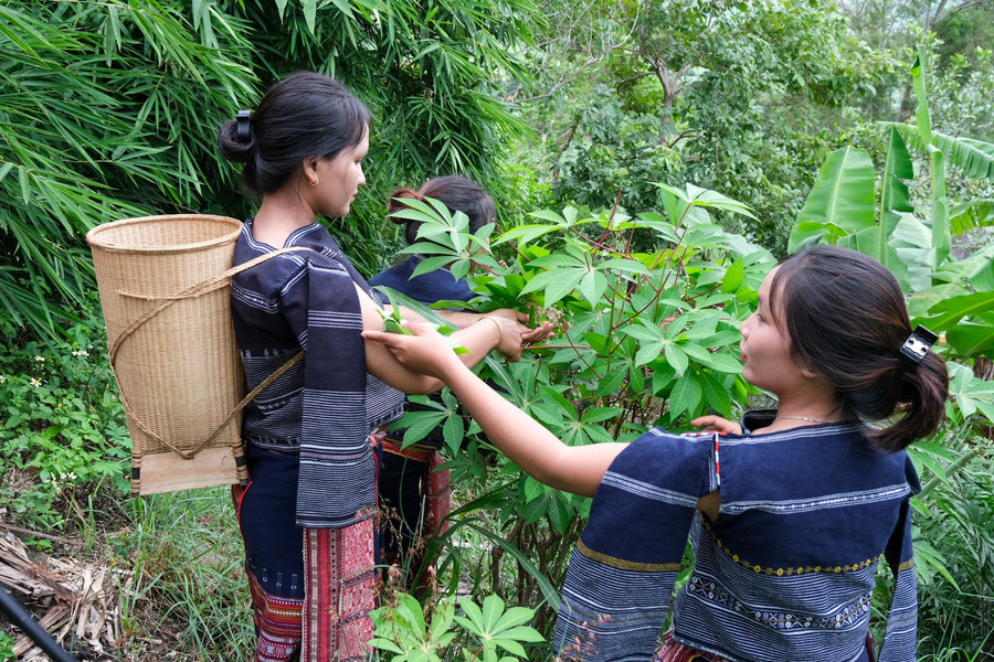 Giống mì bản địa ăn được cả lá và củ, được người Bahnar ở Tơ Tung gìn giữ qua nhiều thế hệ. Ảnh: Hoàng Ngọc dscf5005.jpg