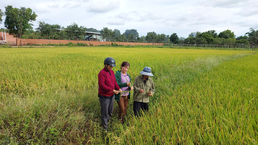 Người dân làng Me kiểm tra ruộng lúa chuẩn bị thu hoạch. Ảnh: Nguyễn Diệp z6978551165400-e0d9f70ad24f0ccf4824e3ddd894cb24.jpg