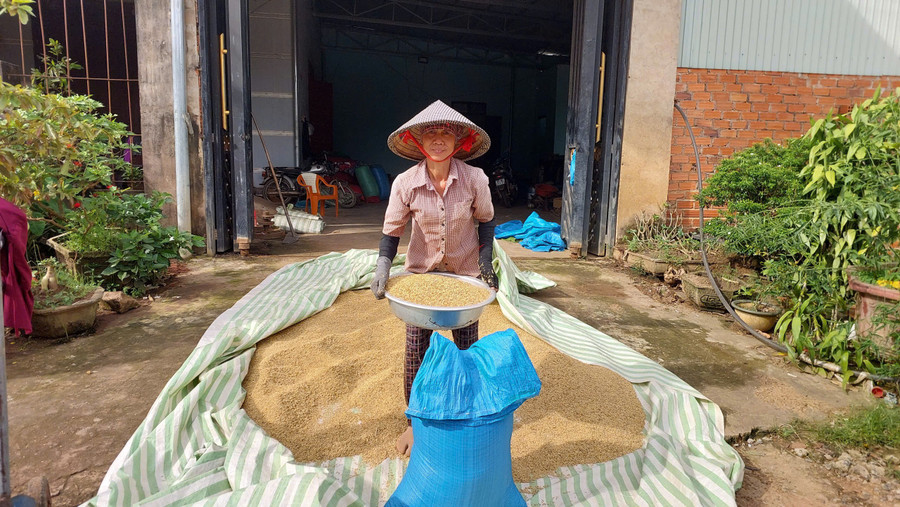 Bà Vũ Thị Mát phơi lúa vụ Mùa vừa mới thu hoạch. Ảnh: Nguyễn Diệp z6978551177159-8c8e624d79ea3a70b03a078e9e86abb5.jpg
